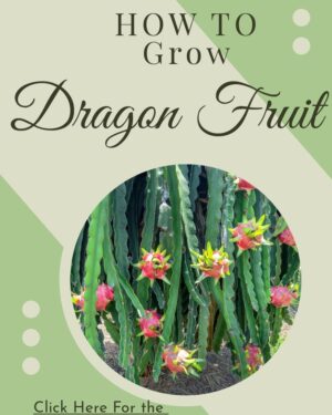 E-Book: Commercial Dragon Fruit Planting