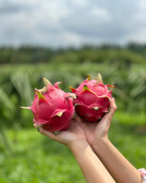 4 Big Fresh Dragon Fruits (600g each)